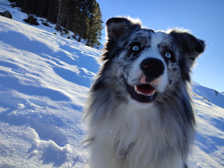 Für Hundebesitzer wird es wieder frostig - sicher Gassi gehen im Winter mit snowline Spikes